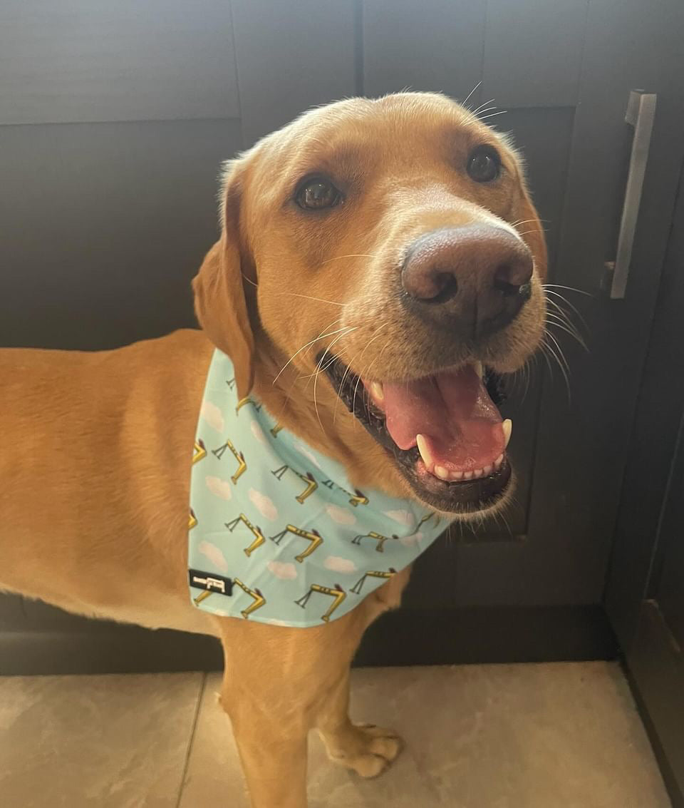 Big Yella Cranes - Bandana