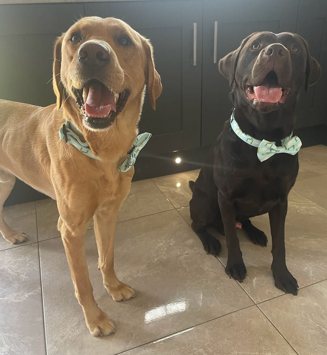 Big Yella Cranes - Bow