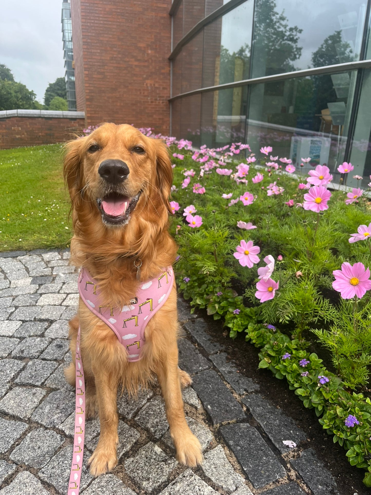 Big Yella Cranes - Lead