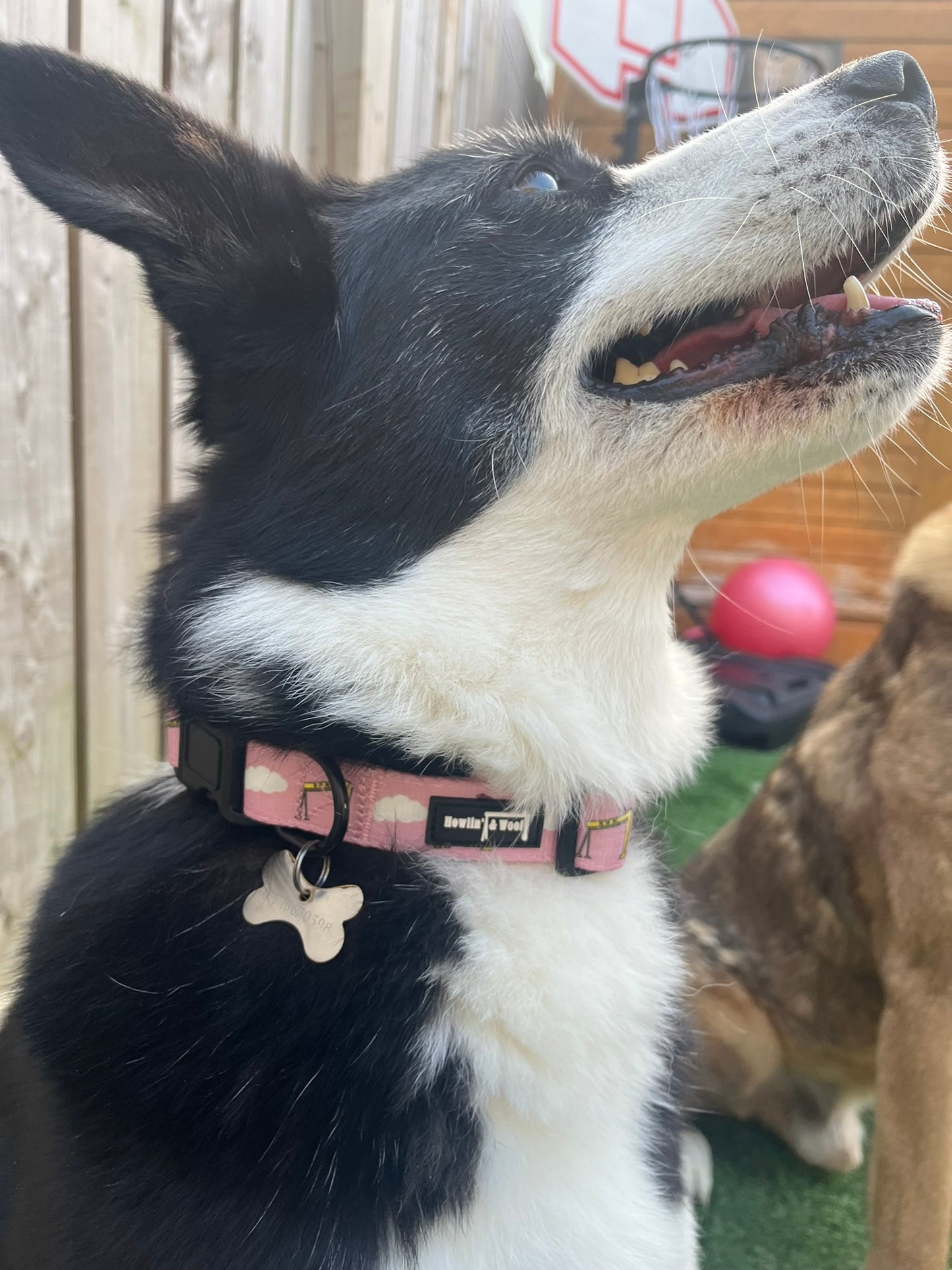 Big Yella Cranes - Collar