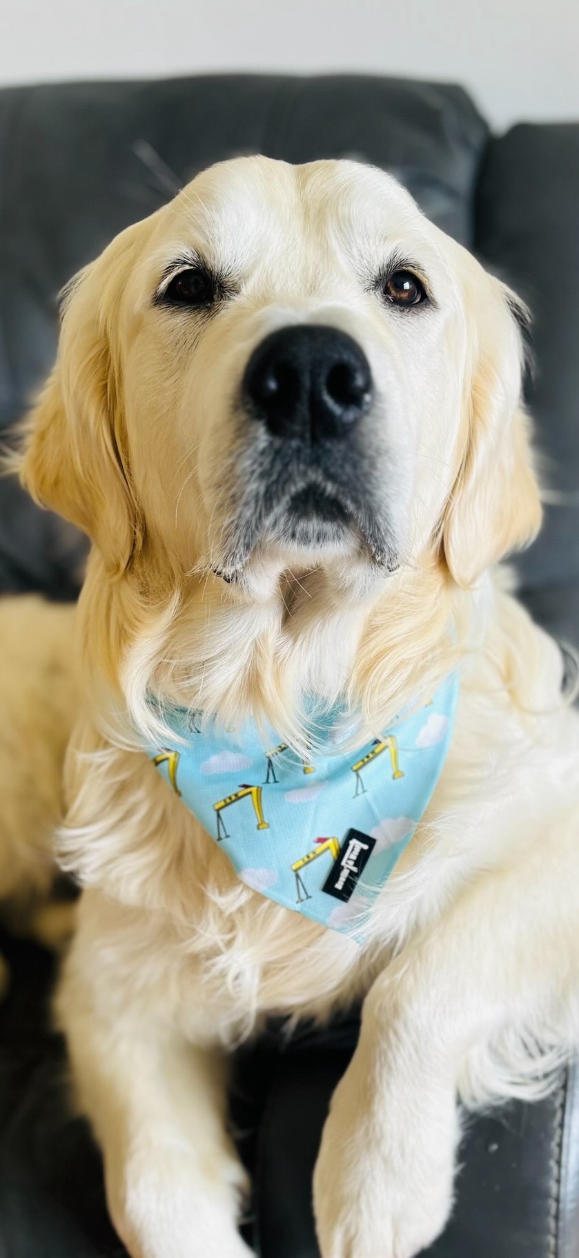 Big Yella Cranes - Bandana