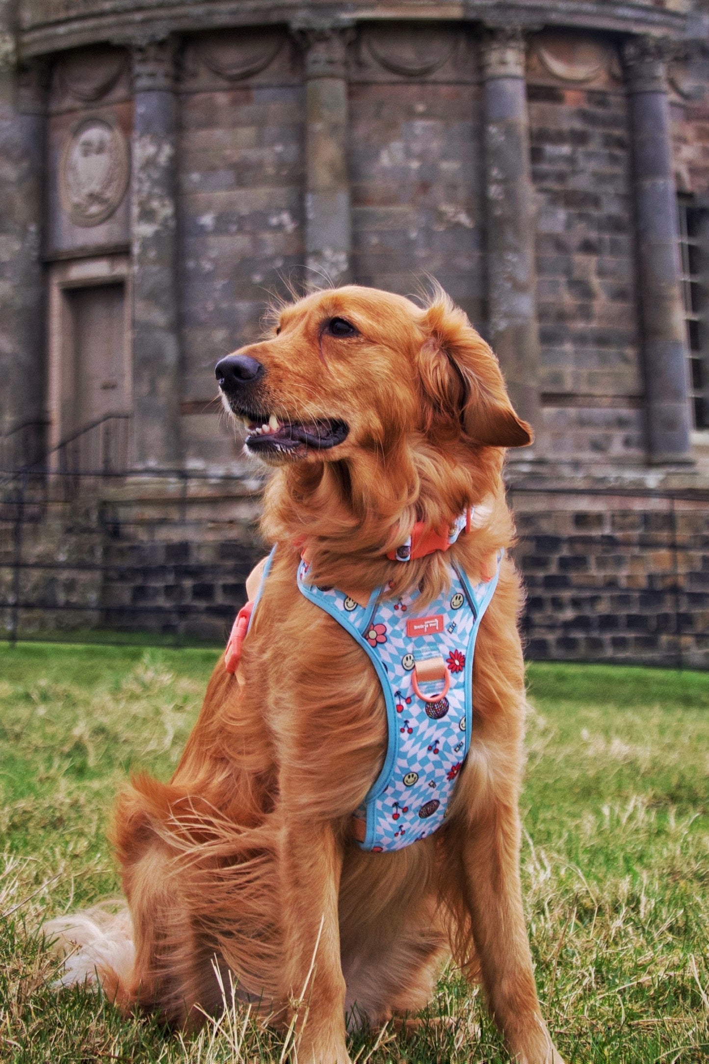 Disco InFURno - Adjustable Adventure Harness