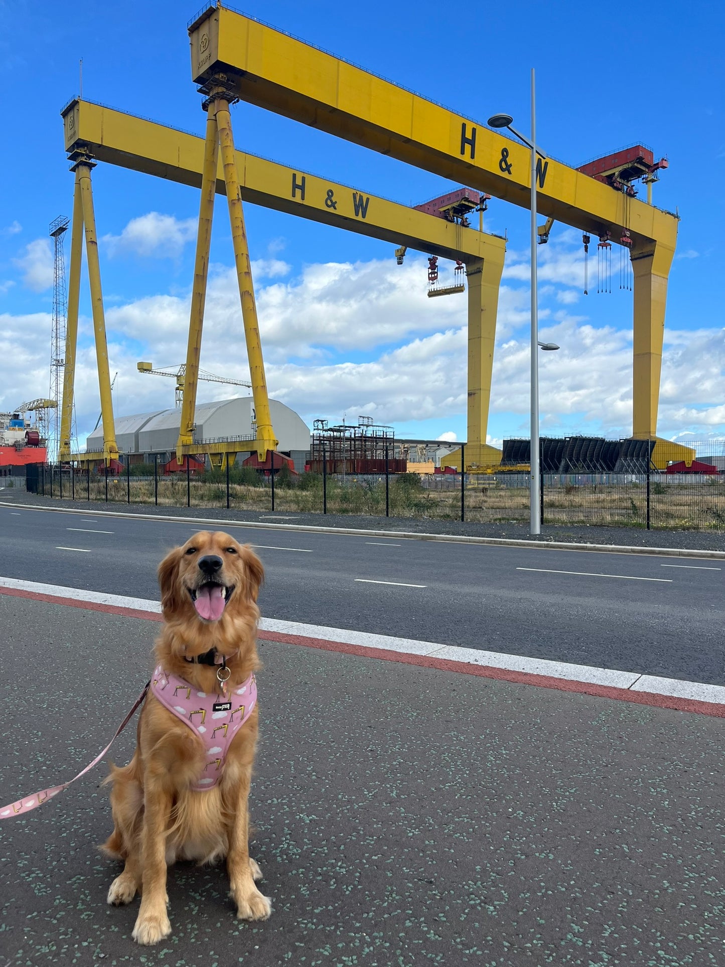 Big Yella Cranes - Adjustable Harness